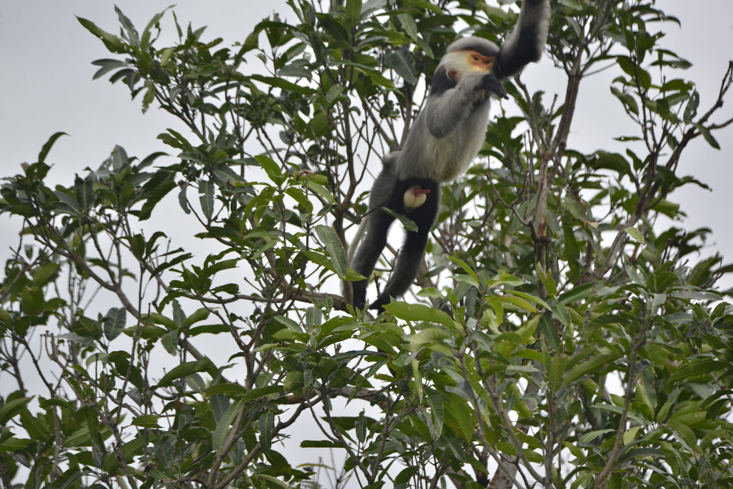 Close-up of the gray-shanked douc langur