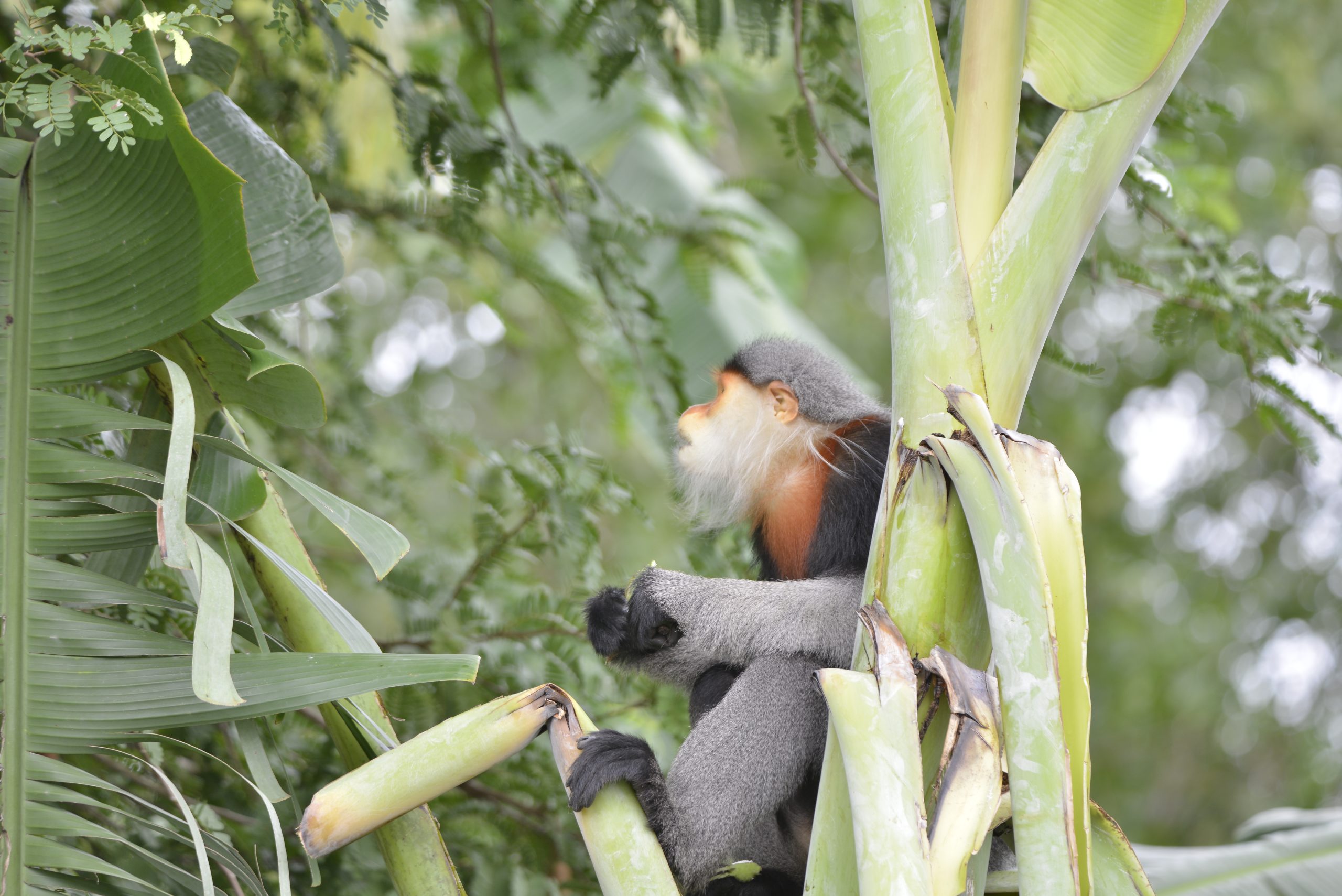 Gray-shanked douc langur in a residential area