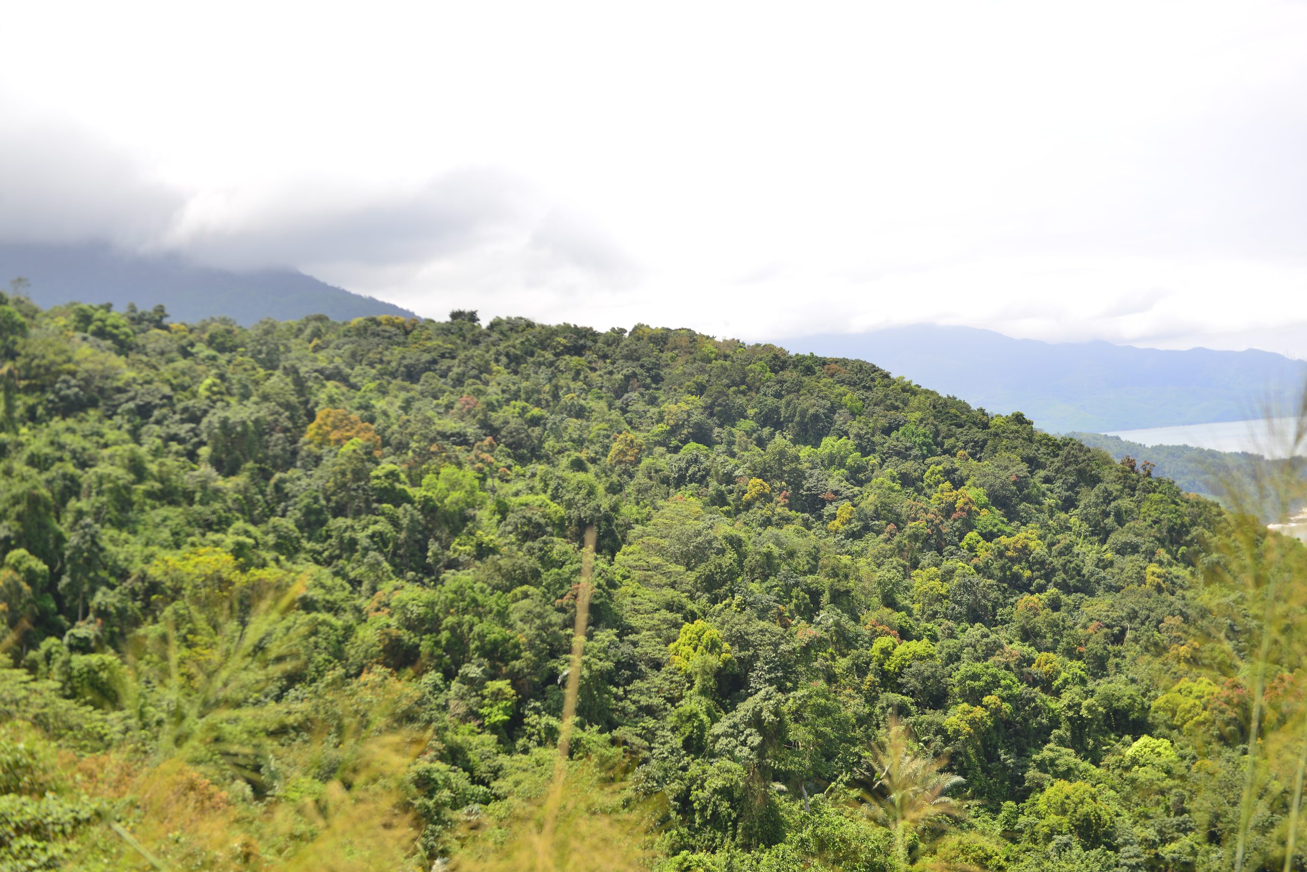 Forest in Bac Hai Van view from the top