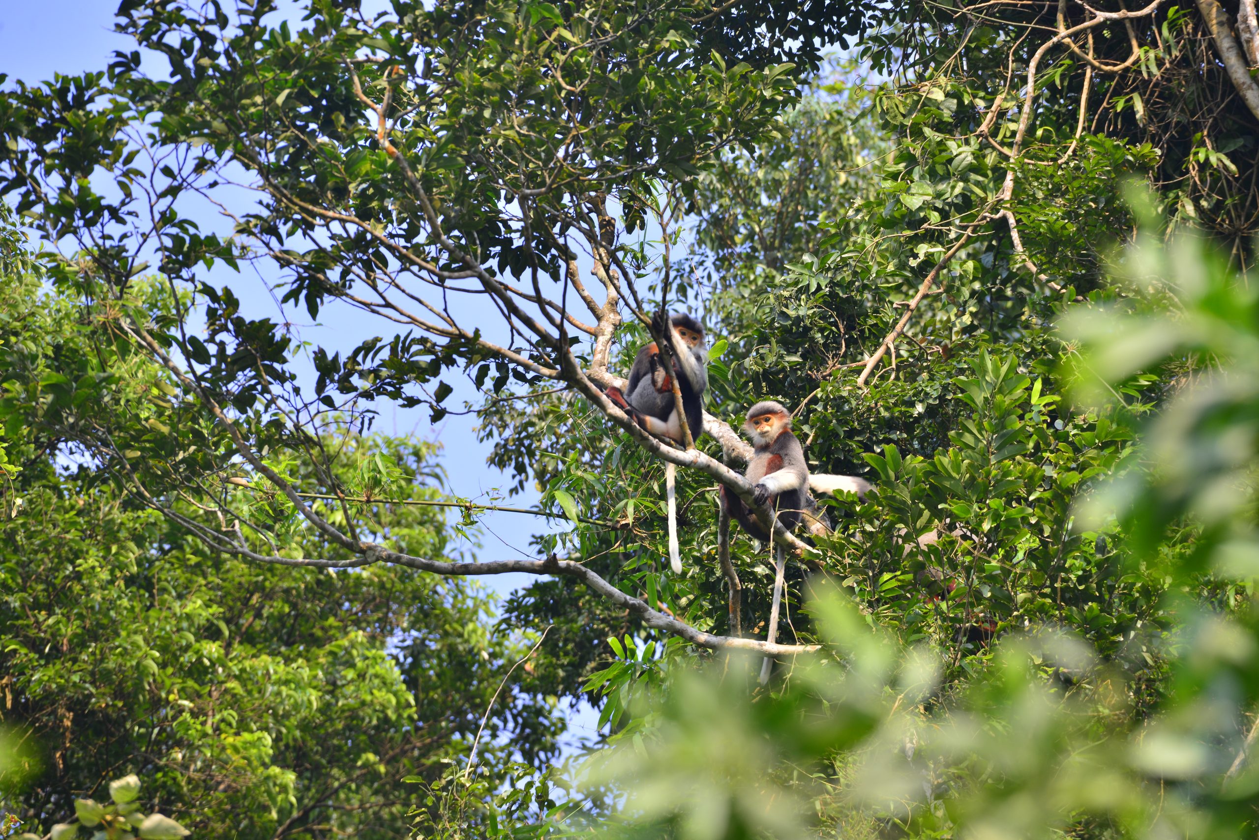 Conservation team member in the forest