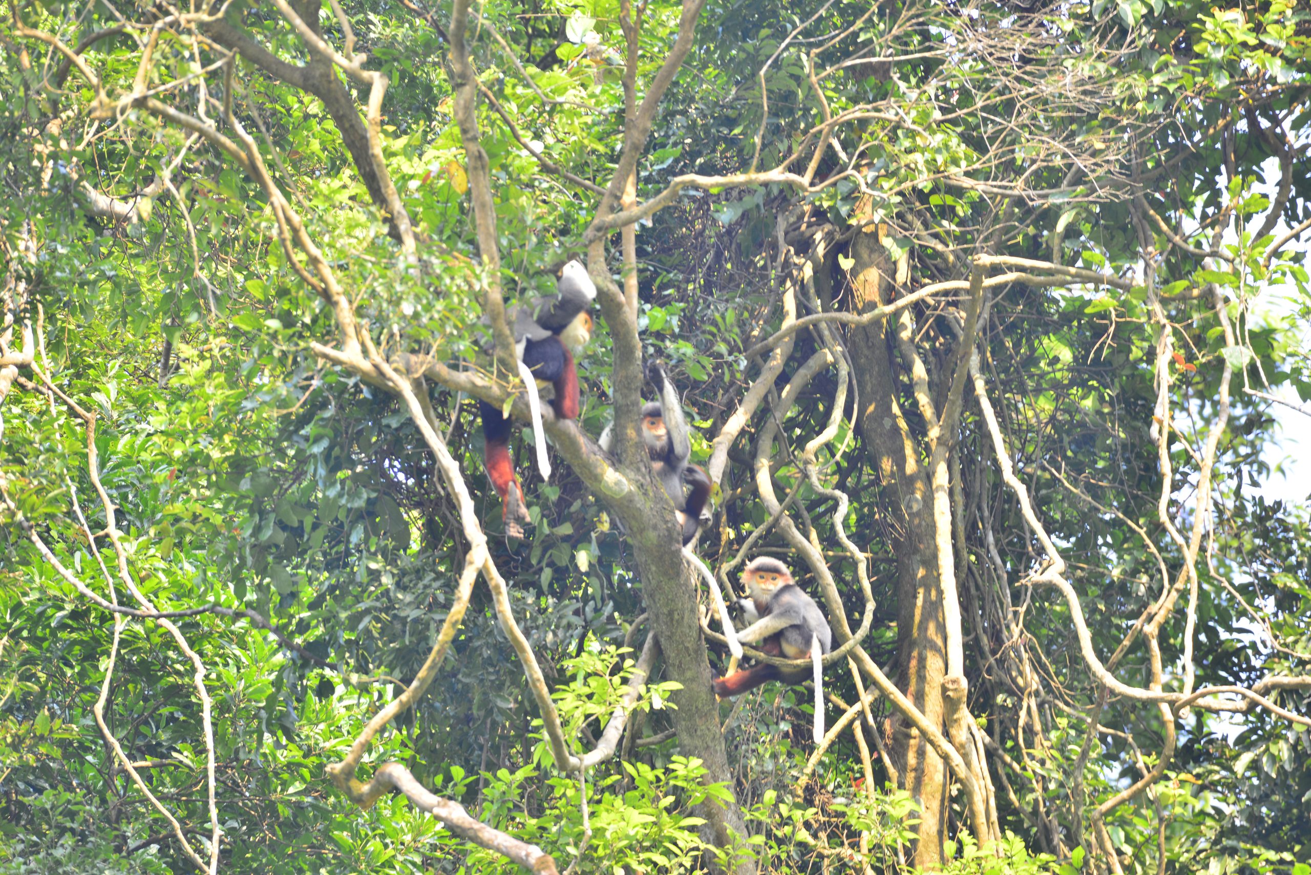 Red-Shanked Douc on a tree branch
