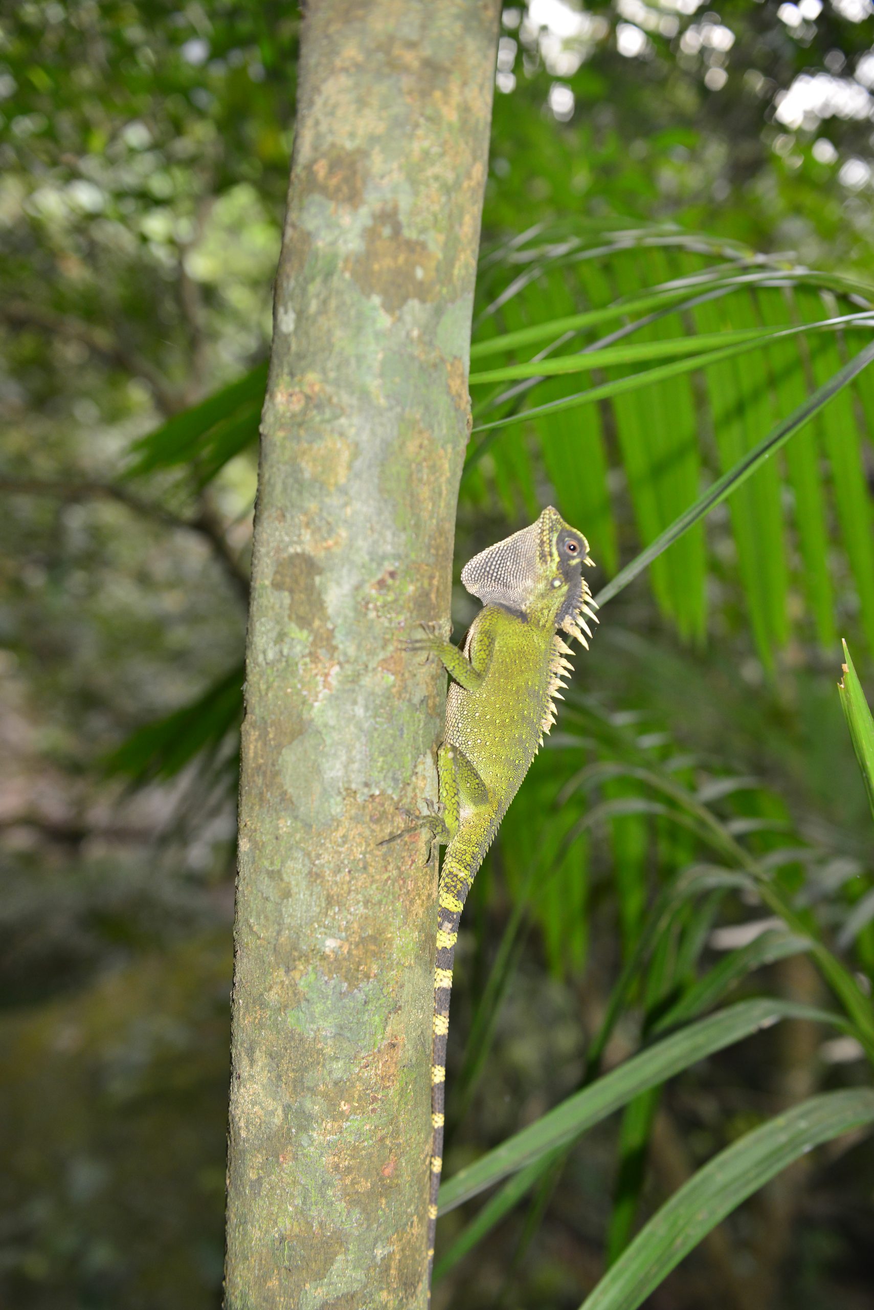 Wildlife from survey 21