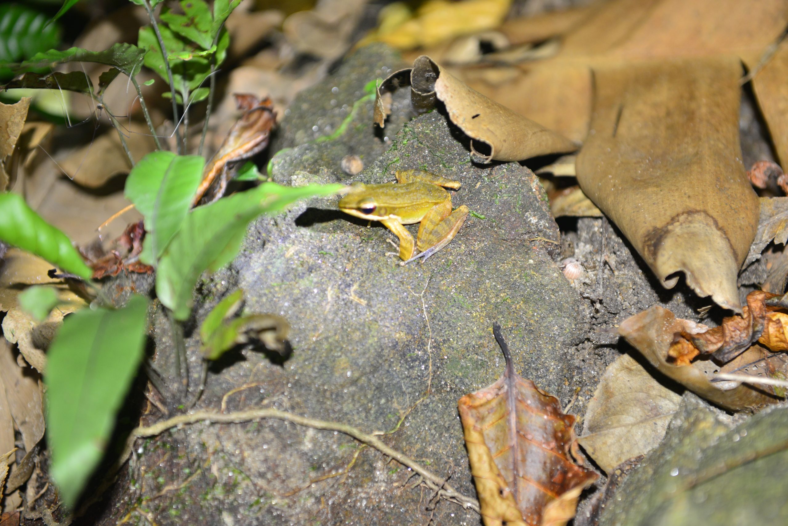 Wildlife from survey 20