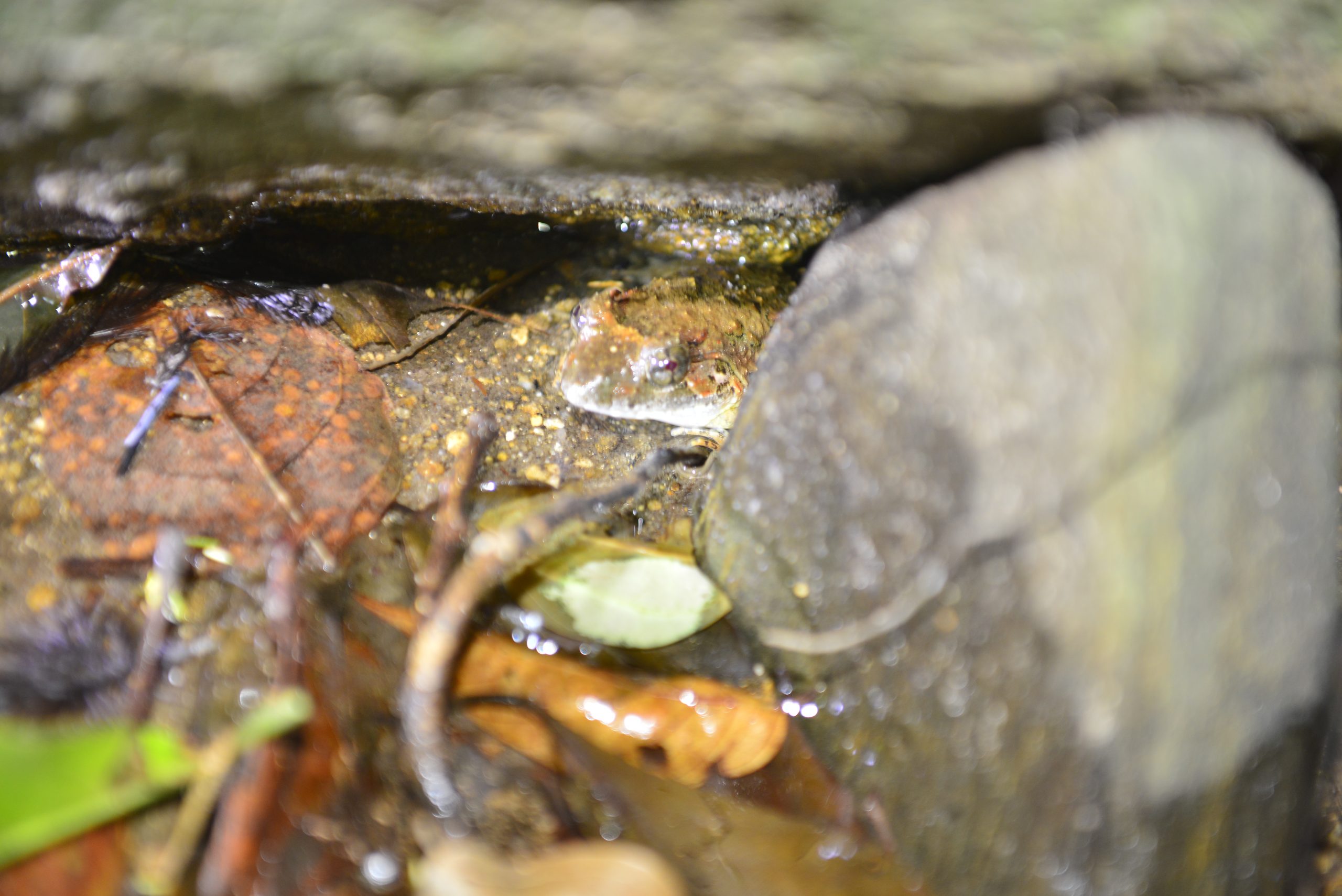 Wildlife from survey 19