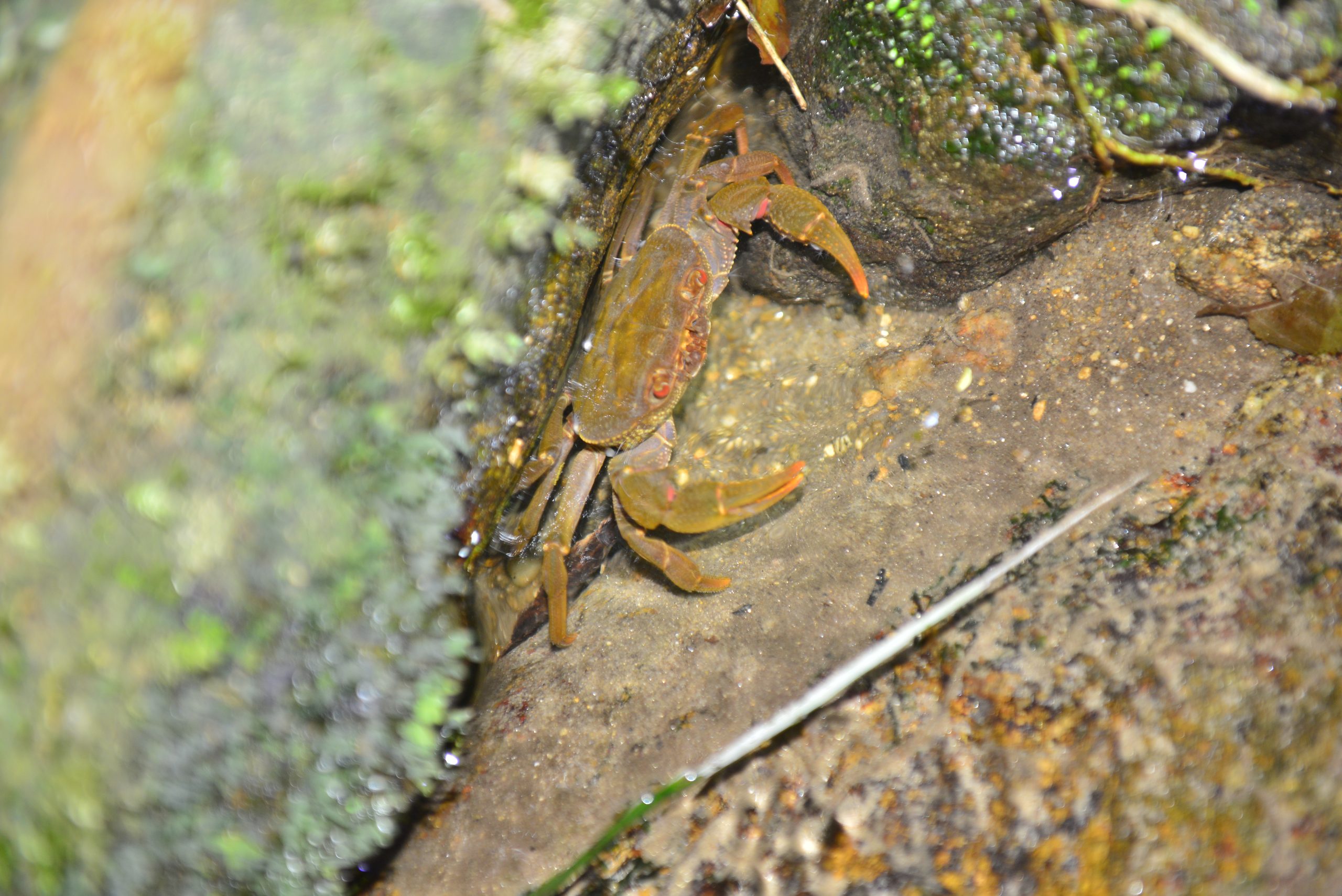 Wildlife from survey 17