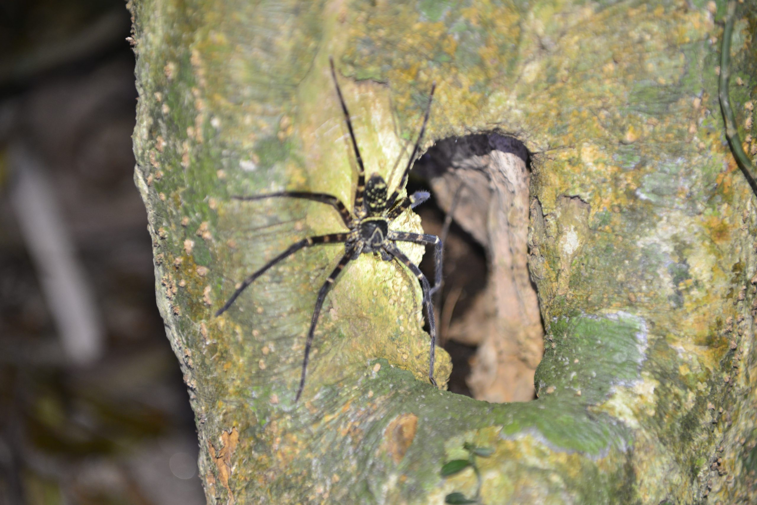 Wildlife from survey 22