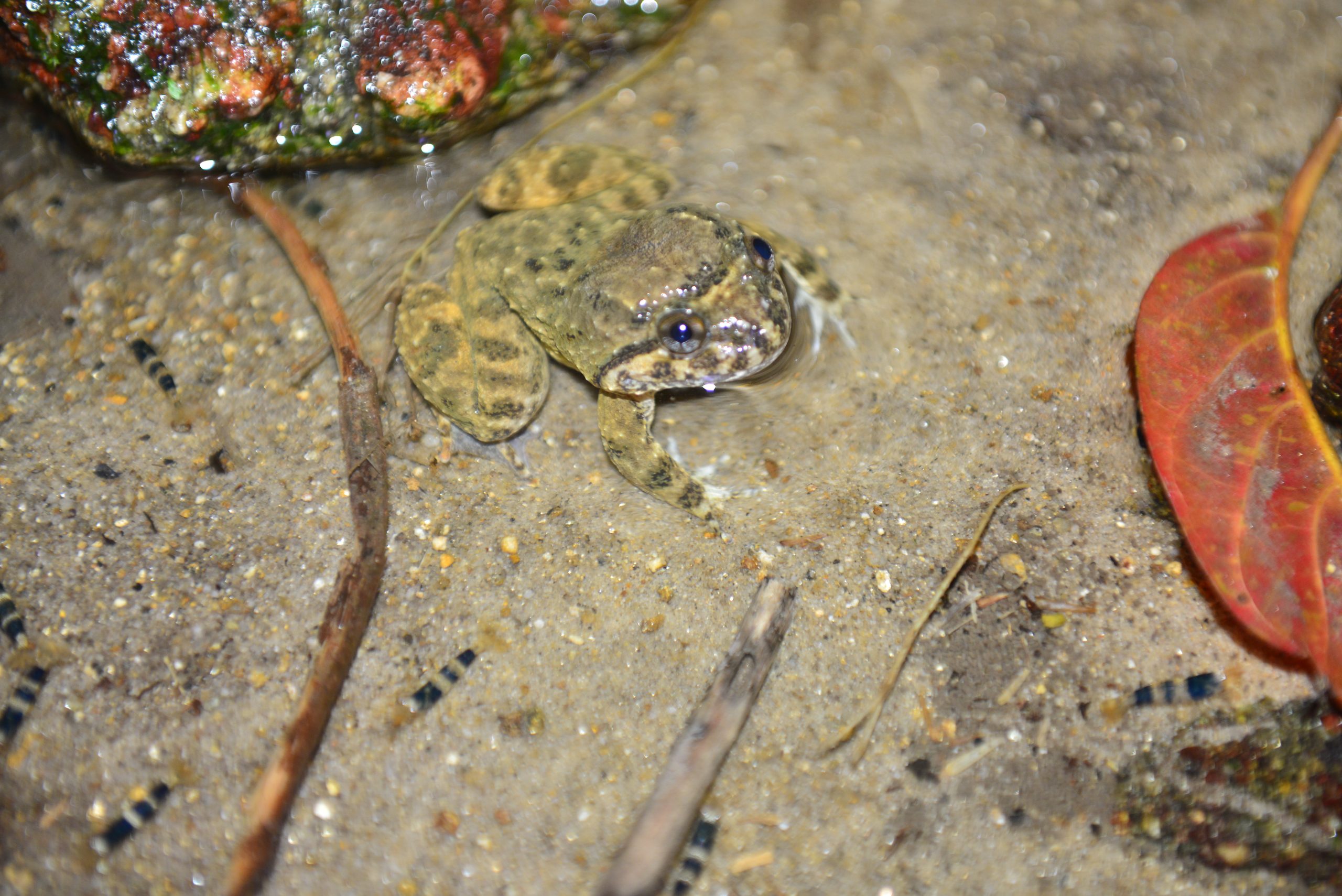 Wildlife from survey 18