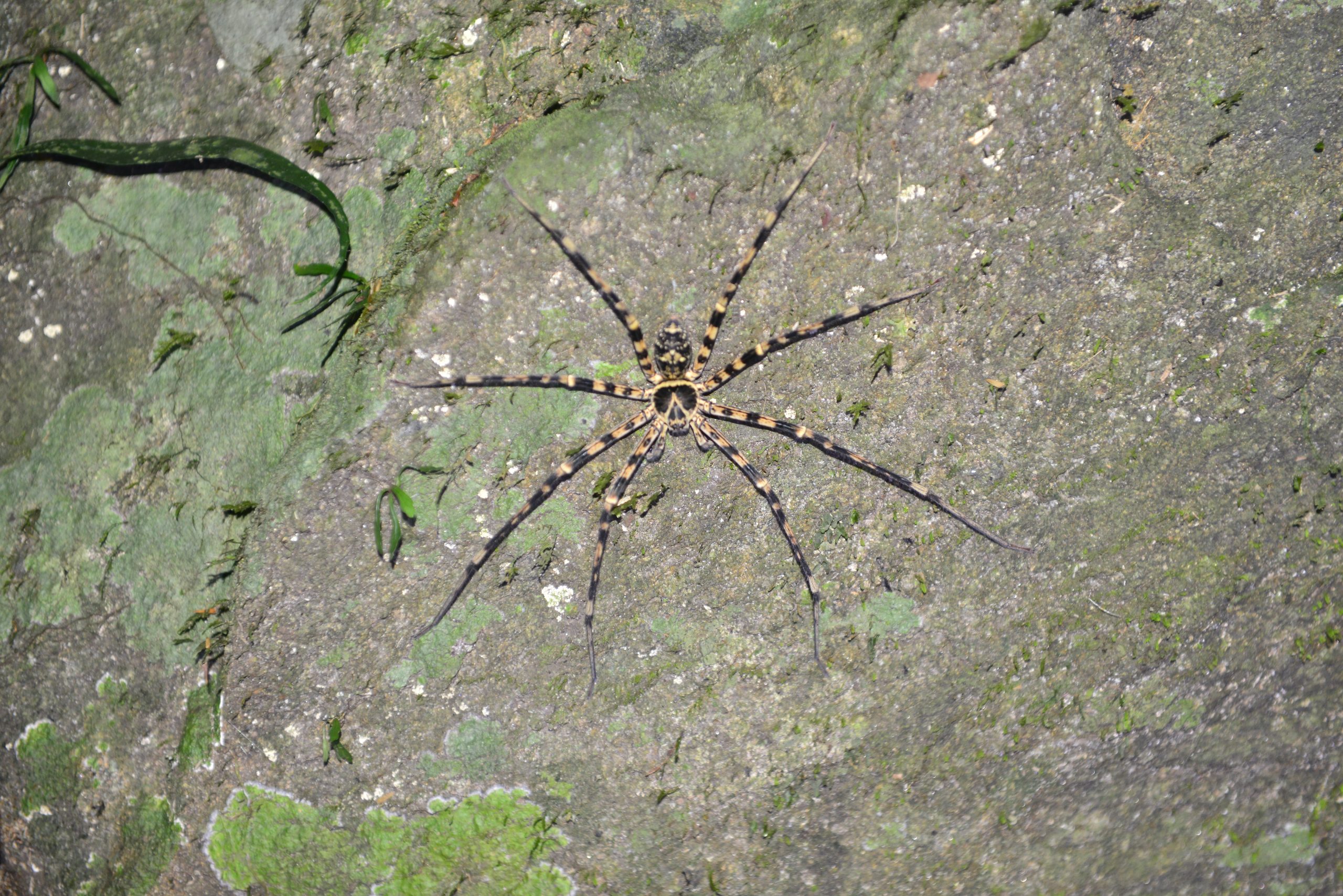 Wildlife from survey 12