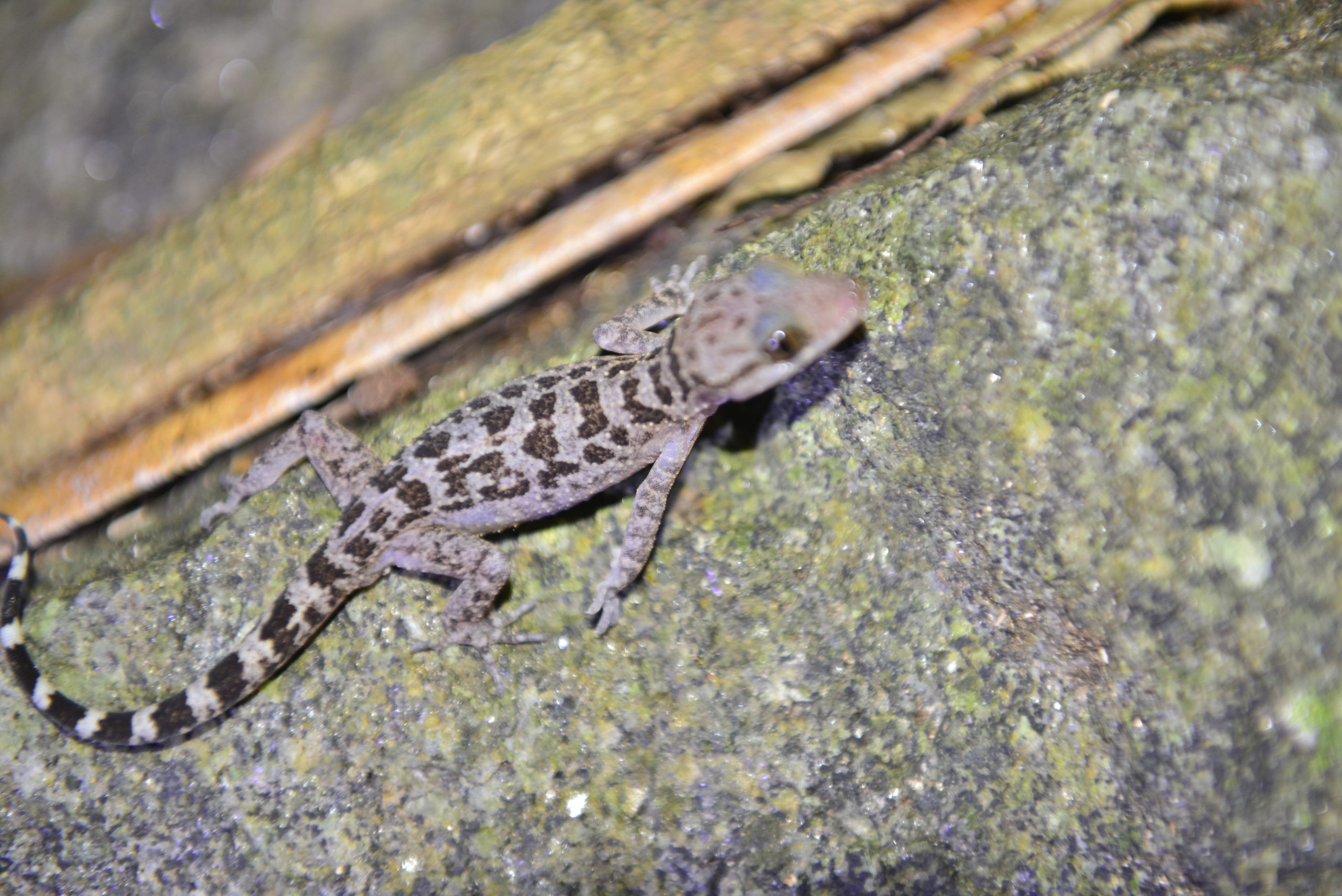 Wildlife from survey 13