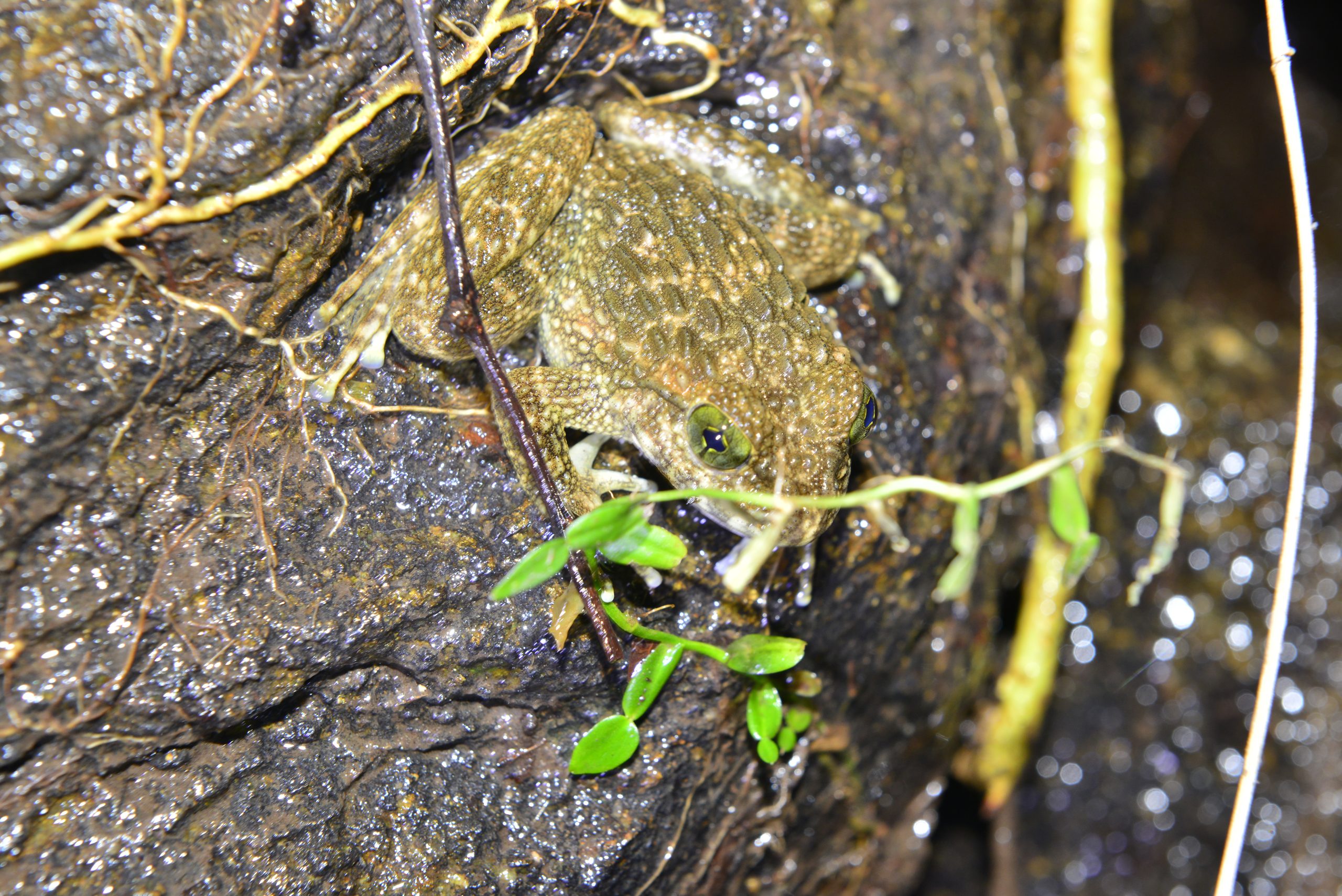 Wildlife from survey 16