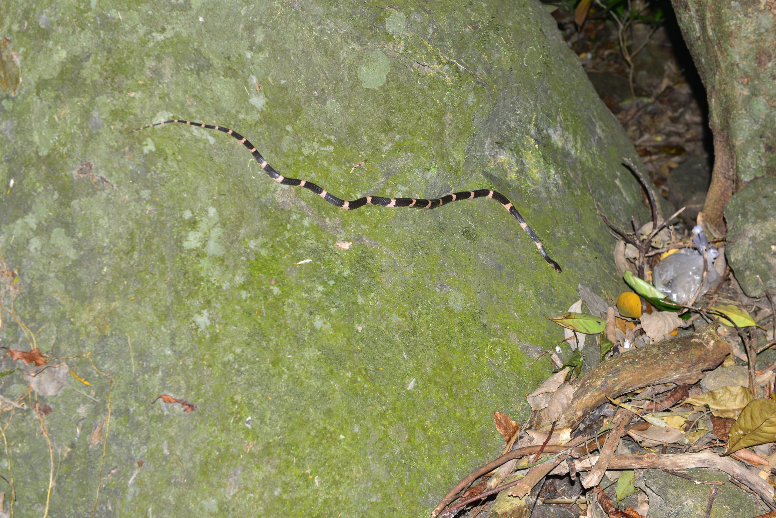 Wildlife from survey 15