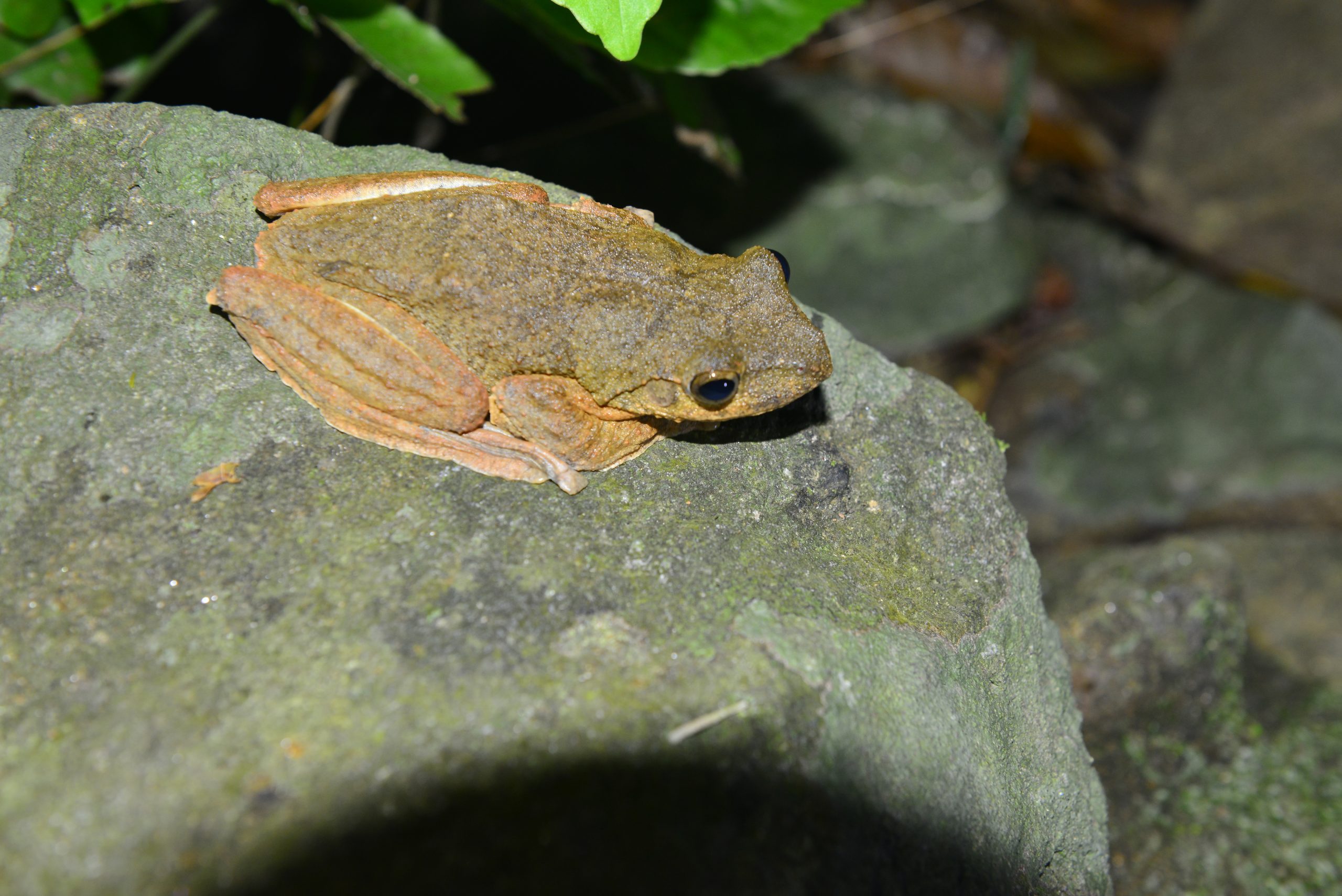 Wildlife from survey 14
