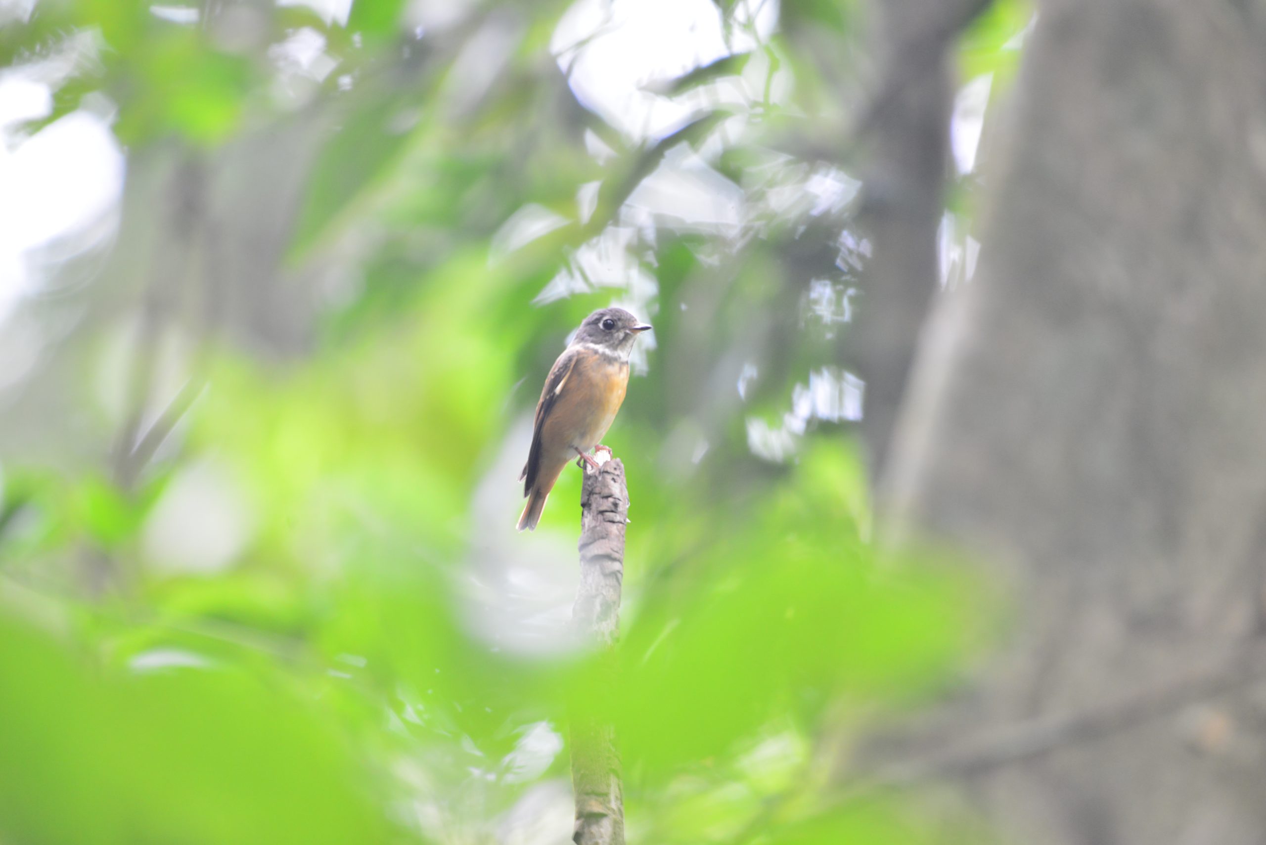 Wildlife from survey 10