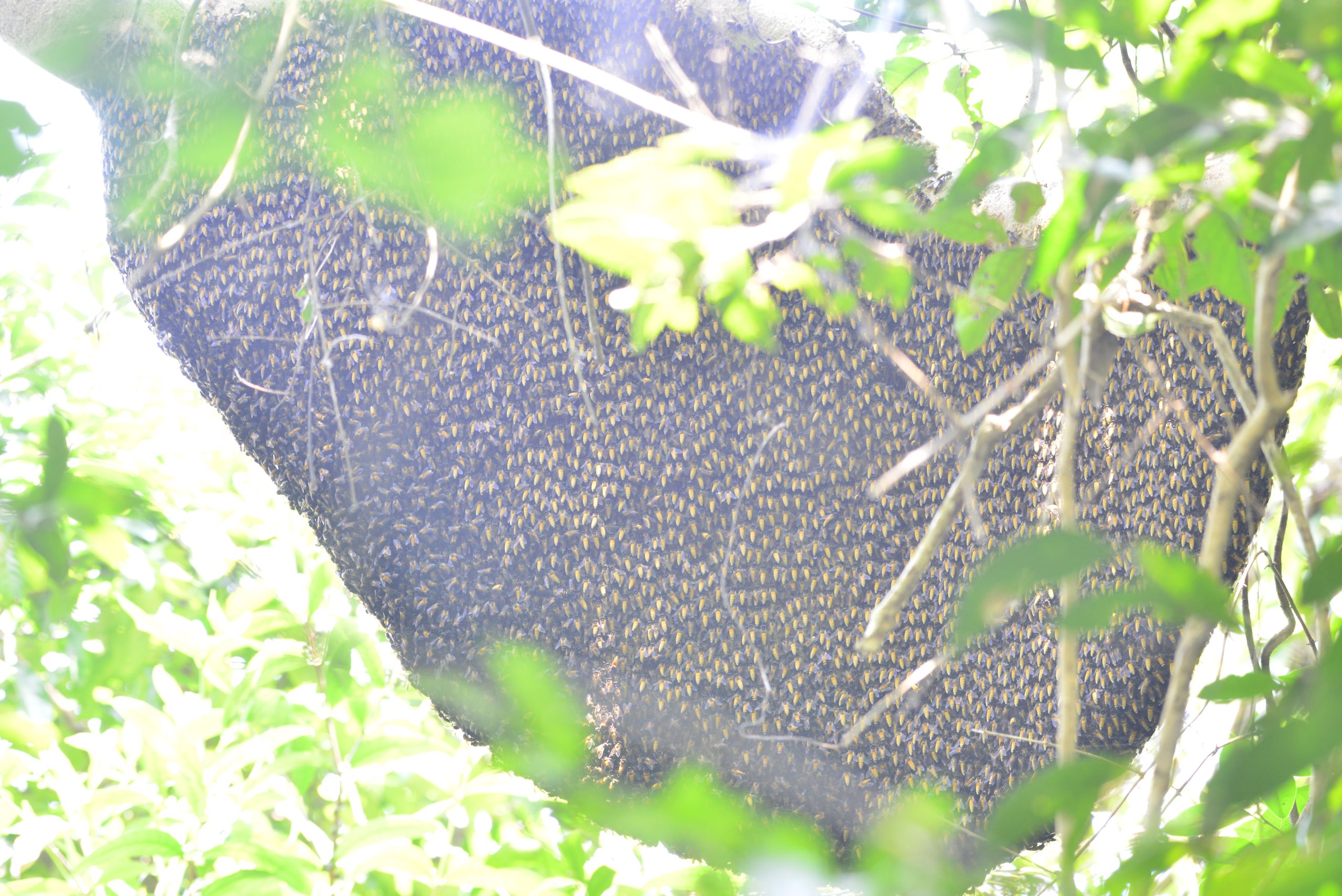 Wildlife from survey 8