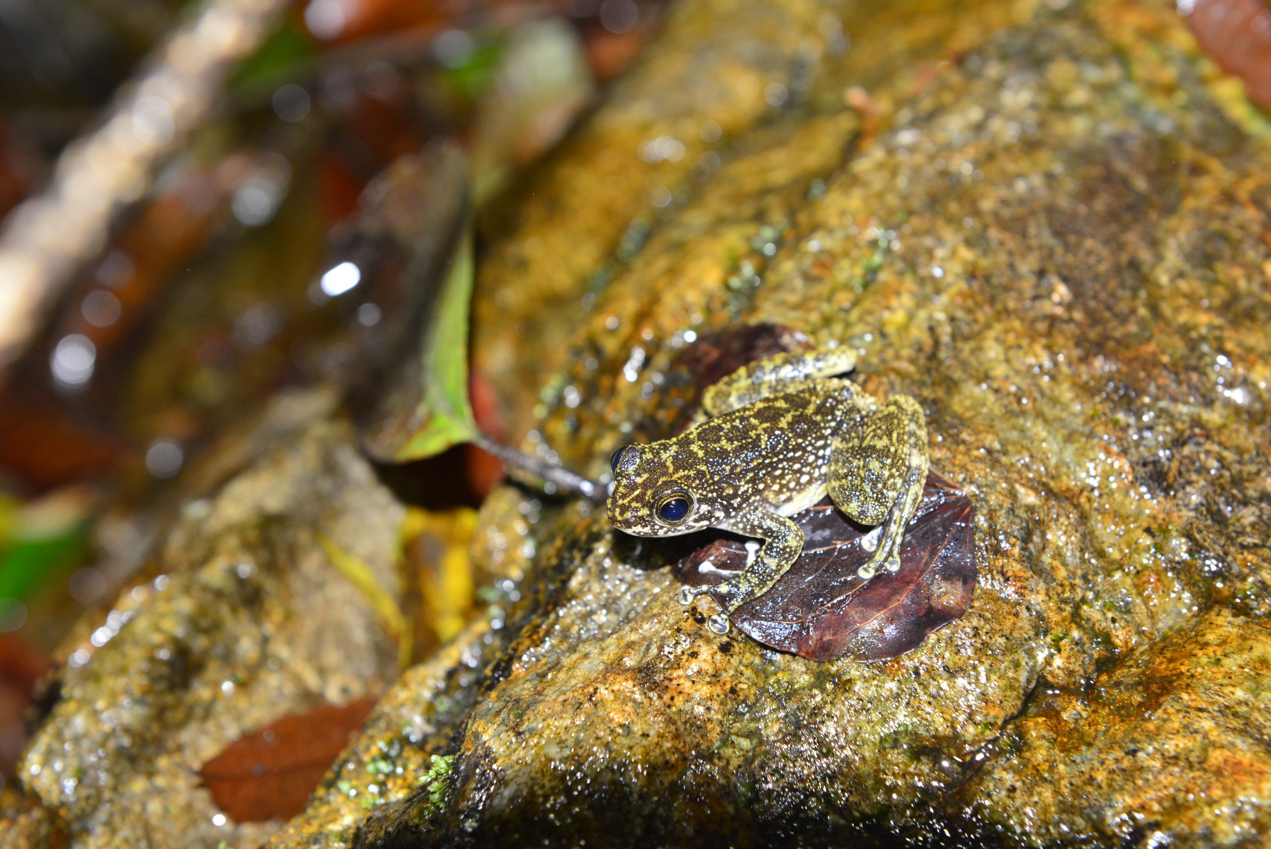 Wildlife from survey 5