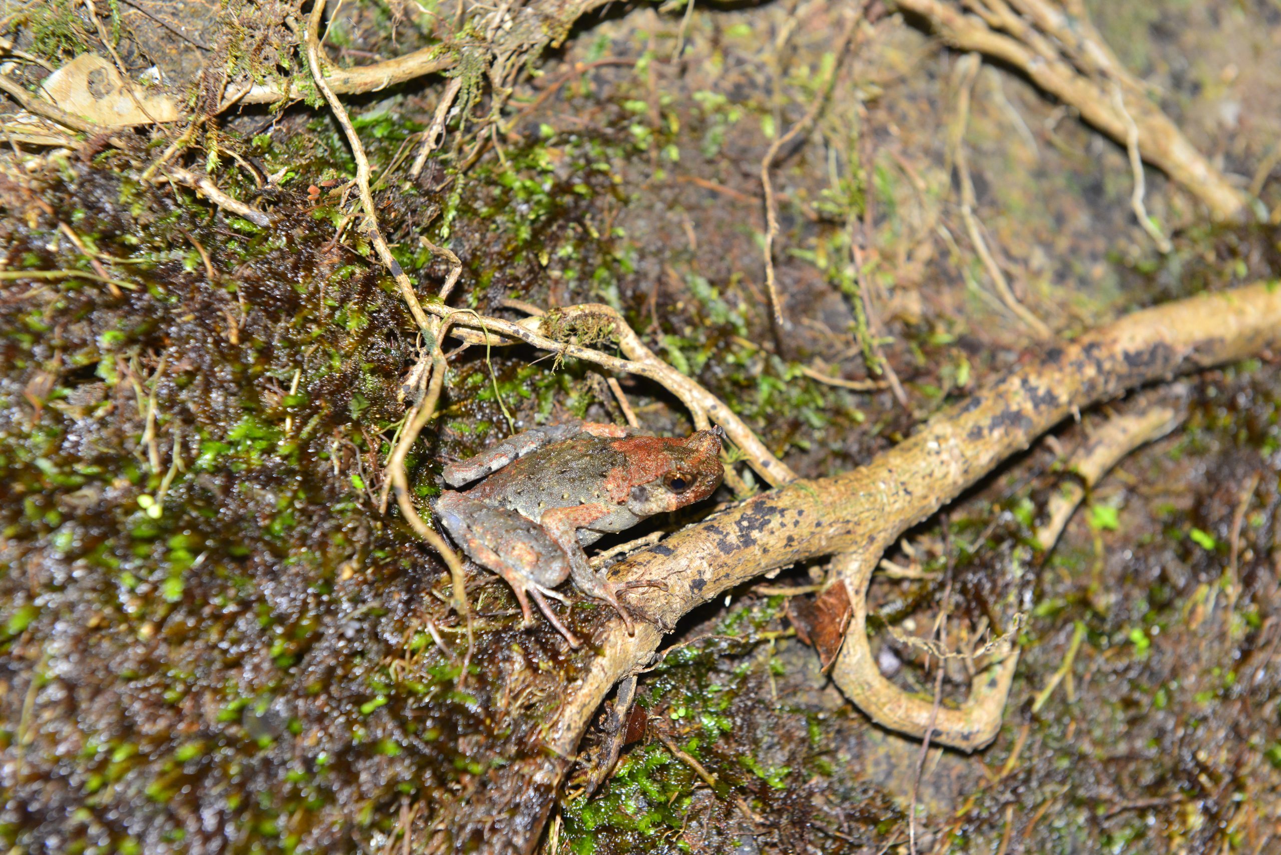Wildlife from survey 4