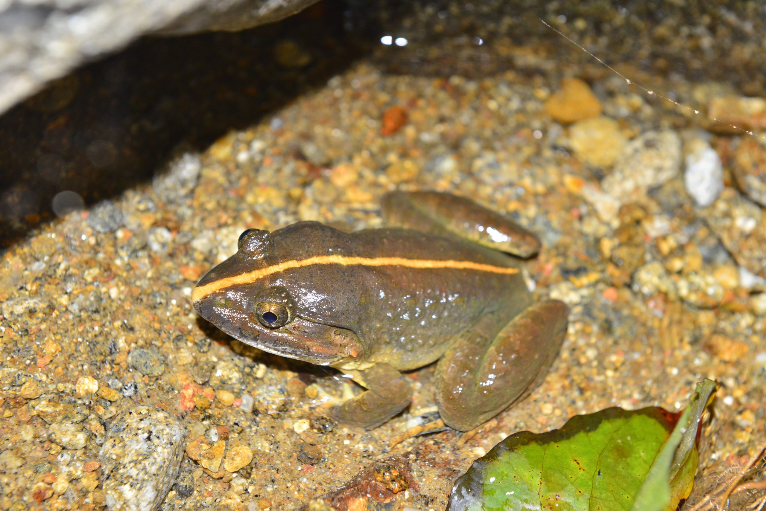 Wildlife from survey 3