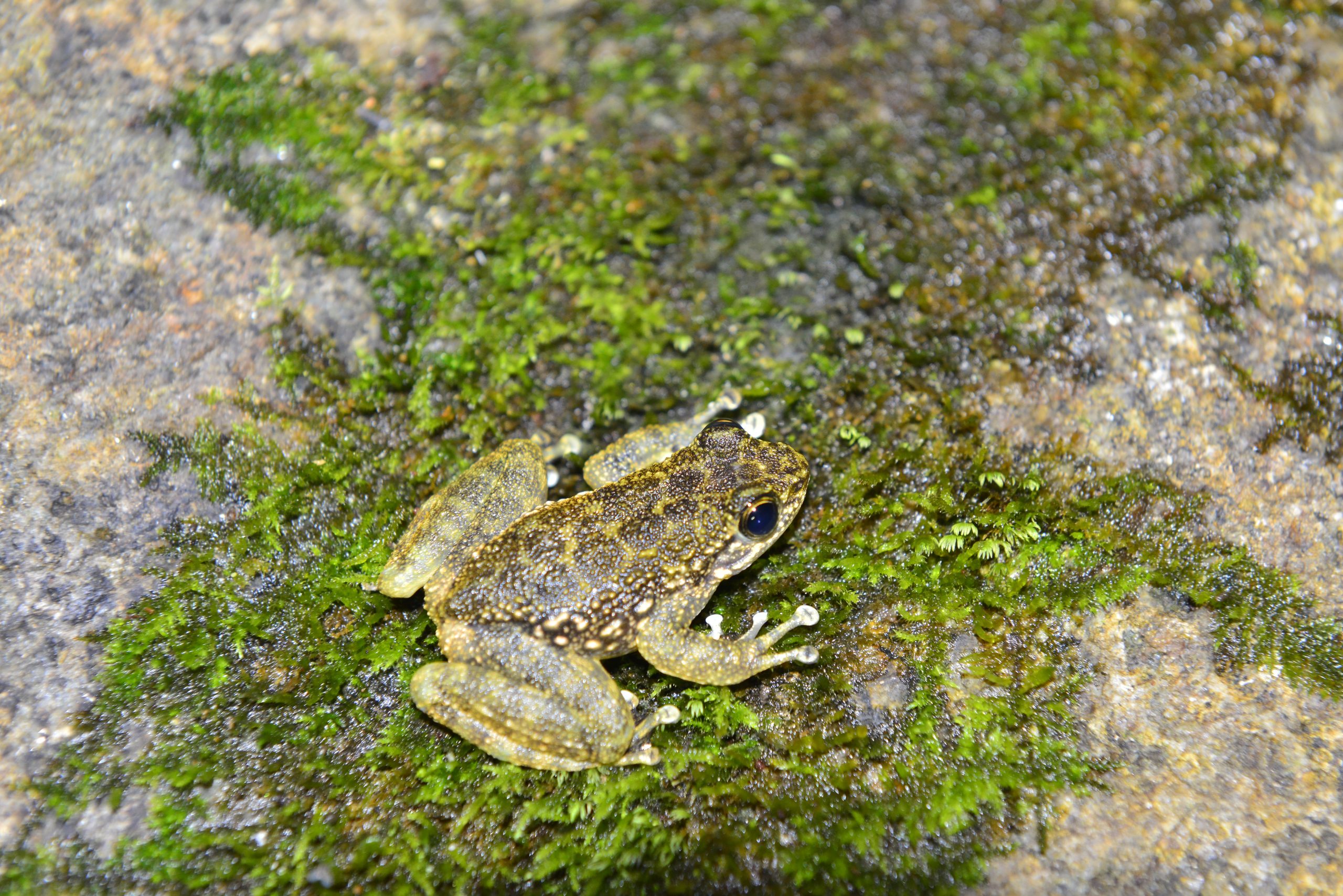 Wildlife from survey 2