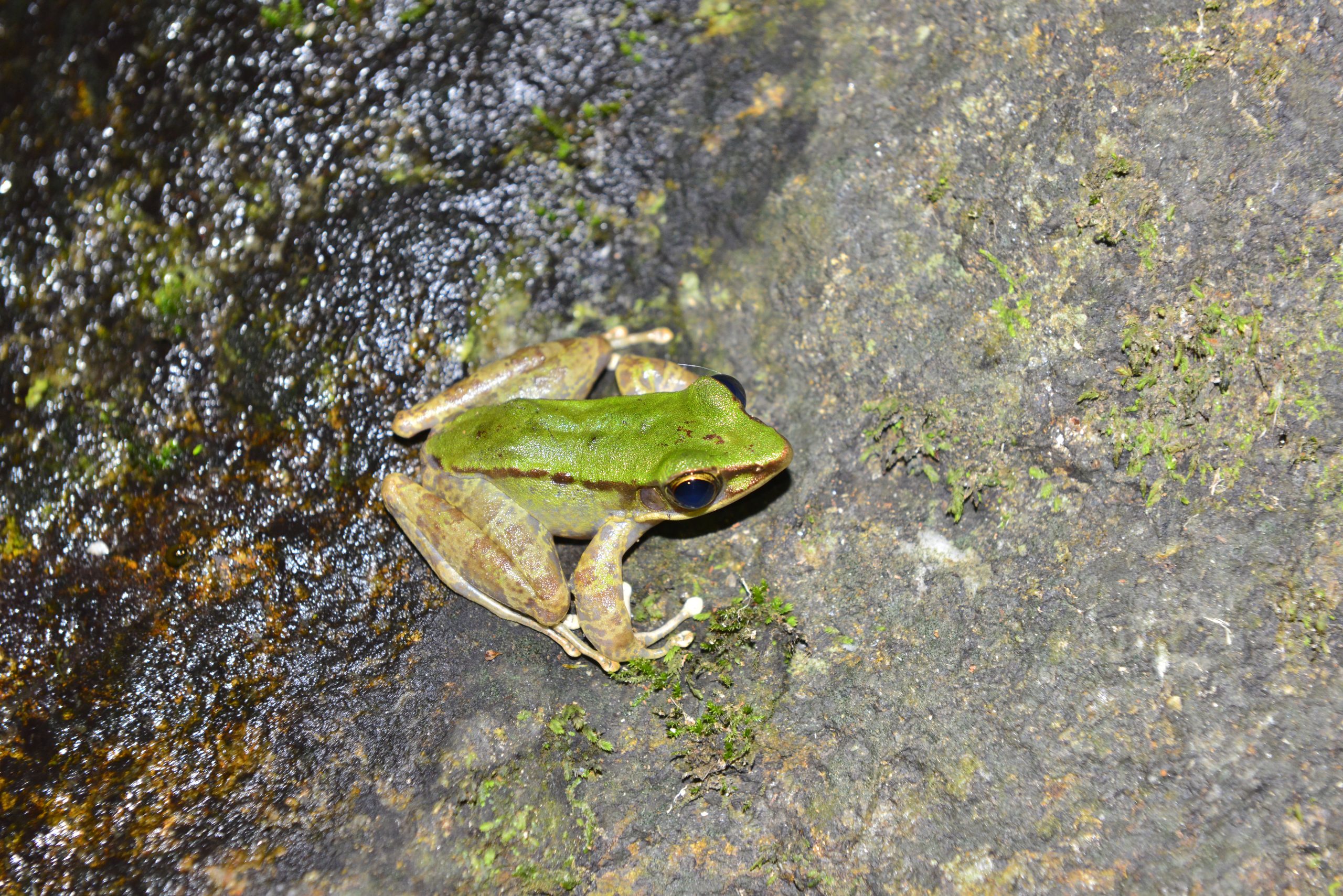 Wildlife from survey 1