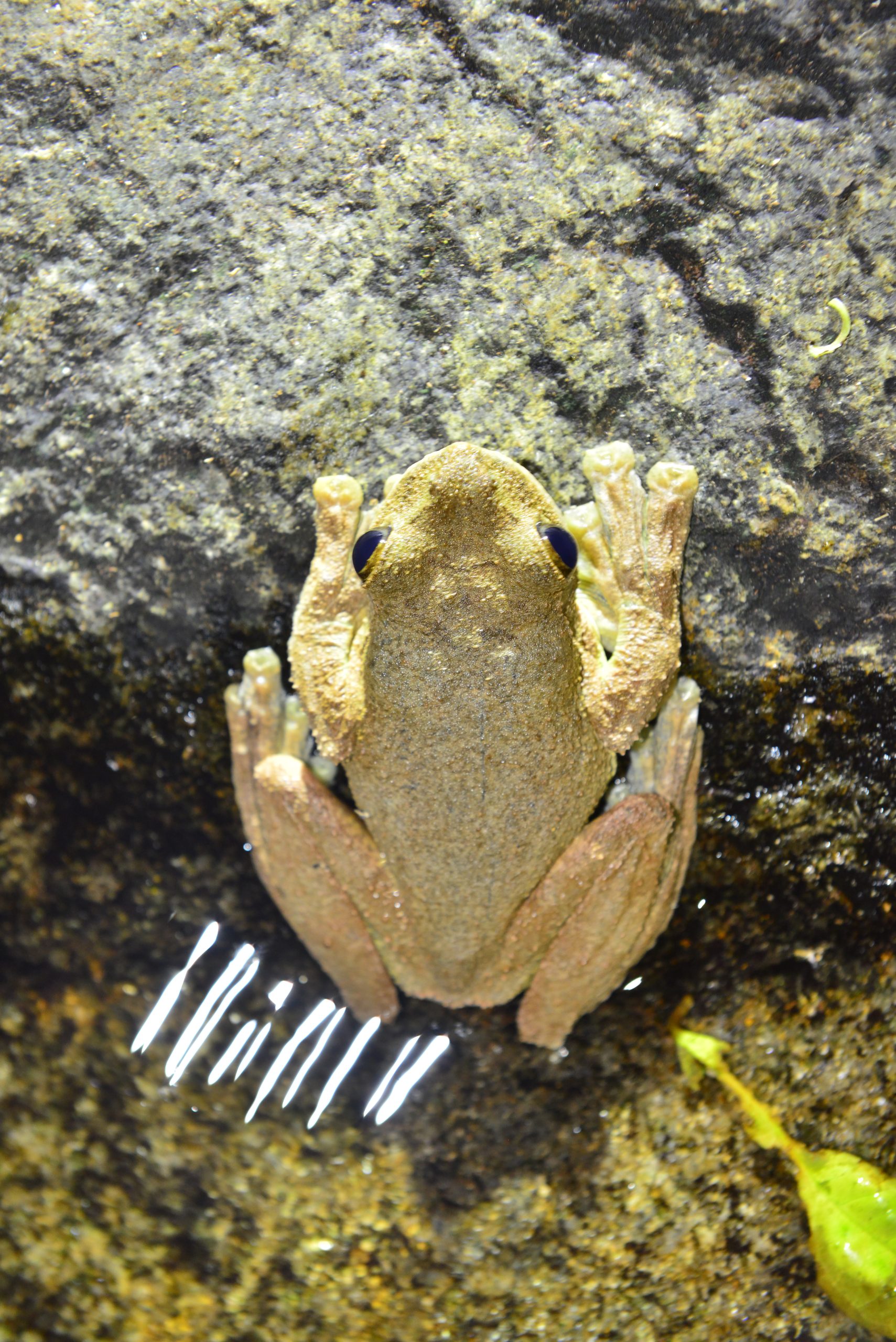 Wildlife from survey 6