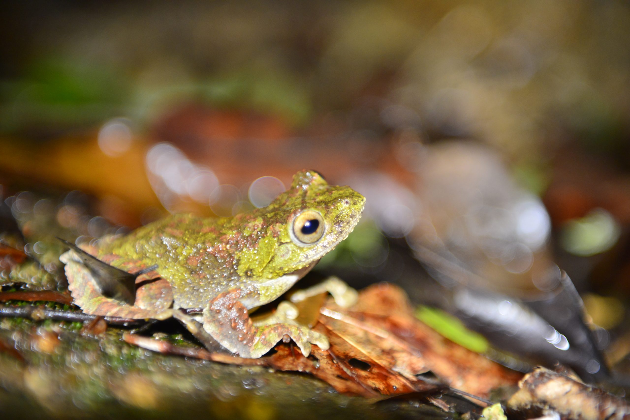 Wildlife from survey 9