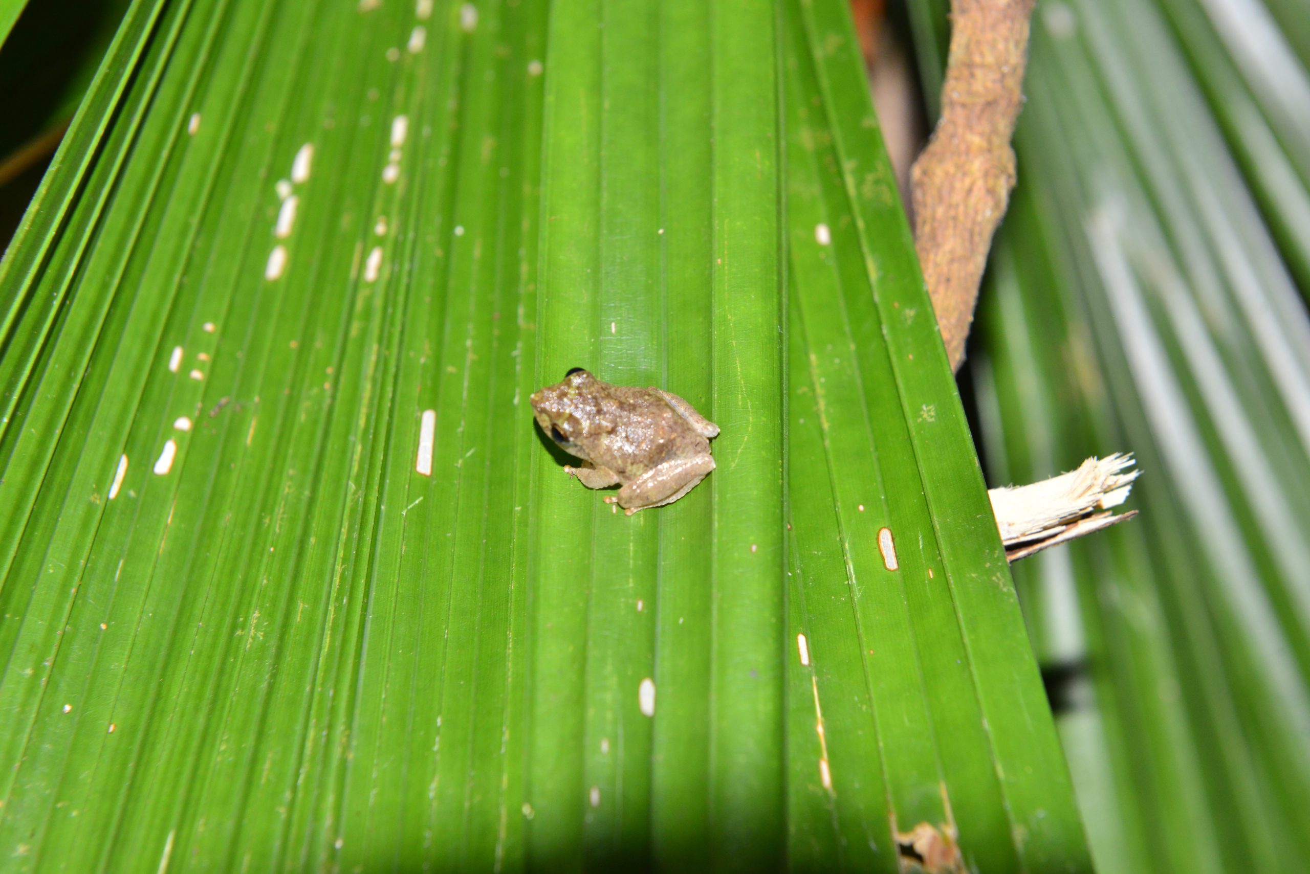Wildlife from survey 7