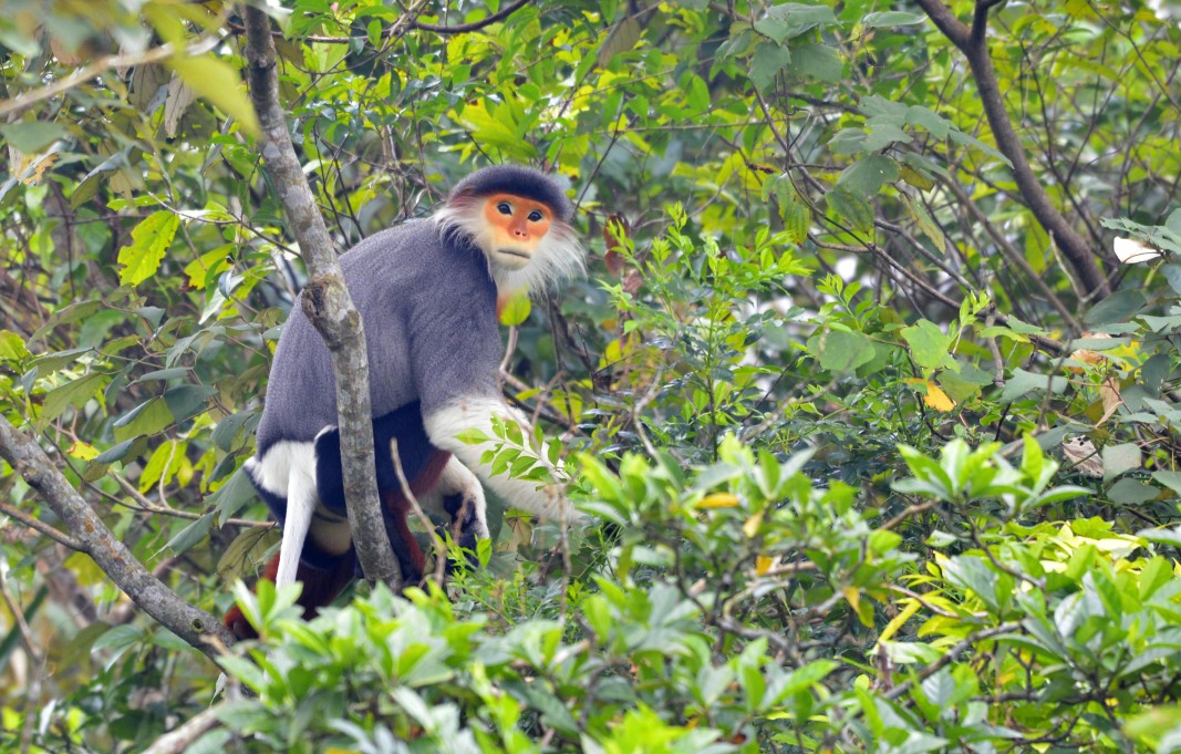 Close-up of a Red-Shanked Douc