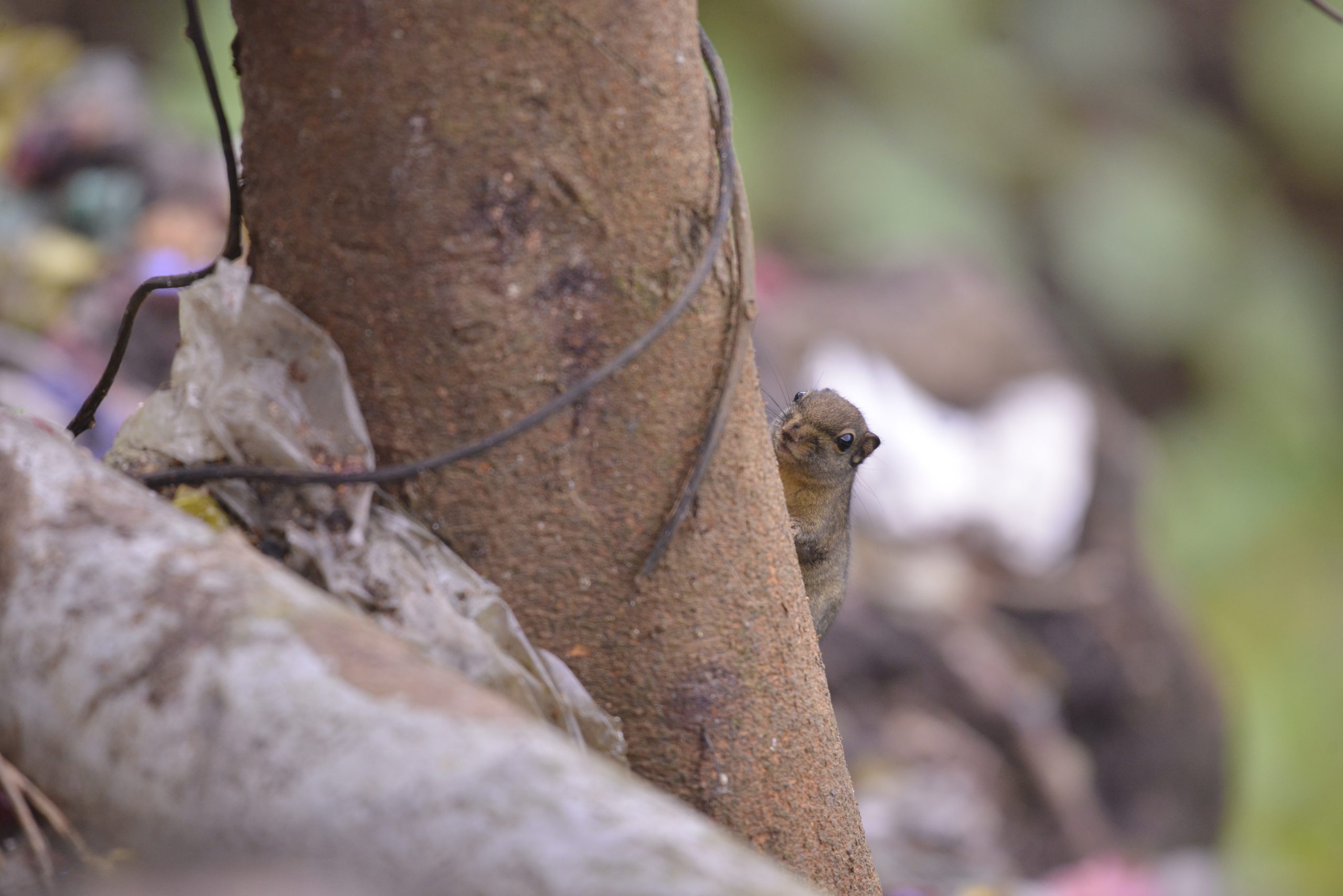 Wildlife from survey 11